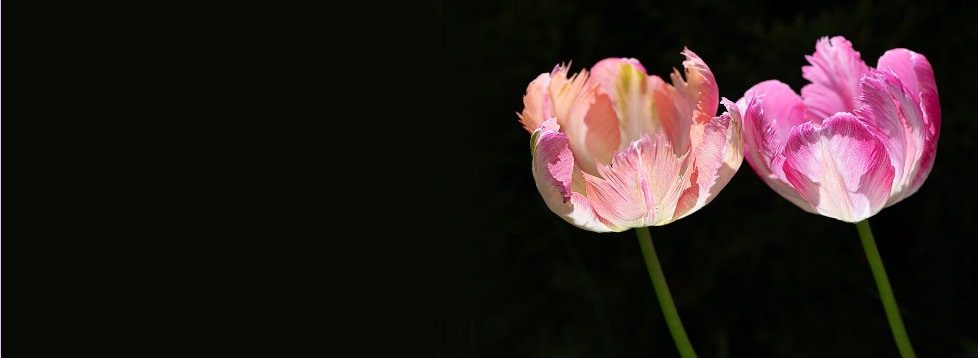 Plantarea bulbilor in toamna