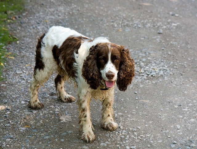 English Springer Spaniel: caracteristici și îngrijire
