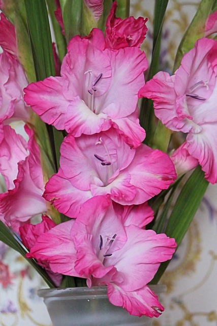 Ghid complet pentru cultivarea și îngrijirea gladiolelor