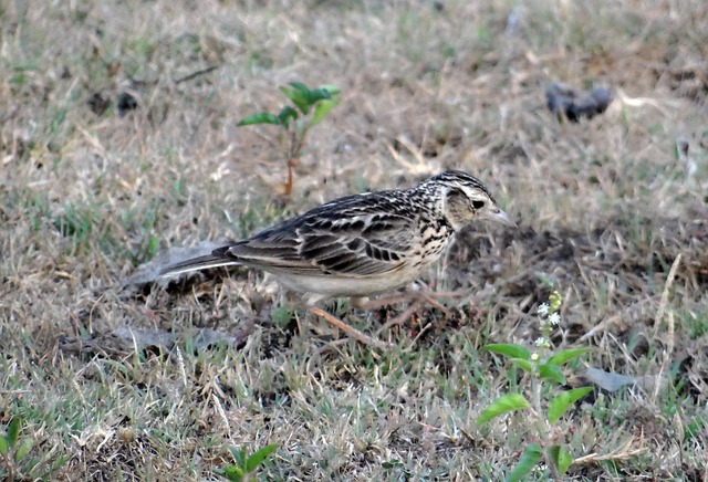 Ciocârlia cu degete scurte: pasărea misterioasă a zonelor aride