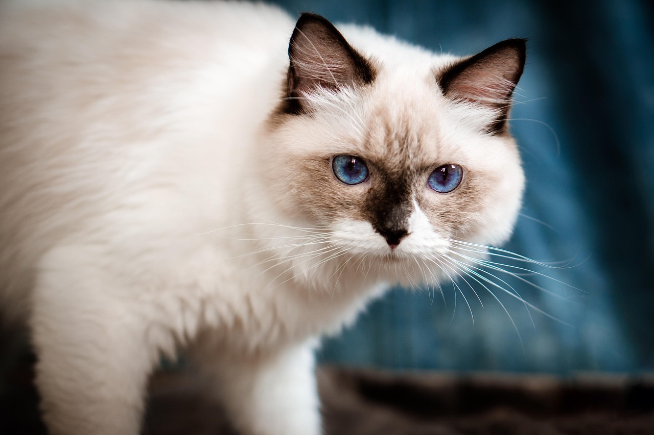 Pisica Ragdoll – blândețea și grația unei feline deosebite